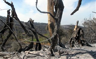 Συνελήφθη ο εμπρηστής της Χίου - κατέκαψε το νησί επειδή δεν τον προσέλαβαν!